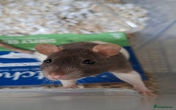 Rat rodents for sale: Baby rats - Image 3