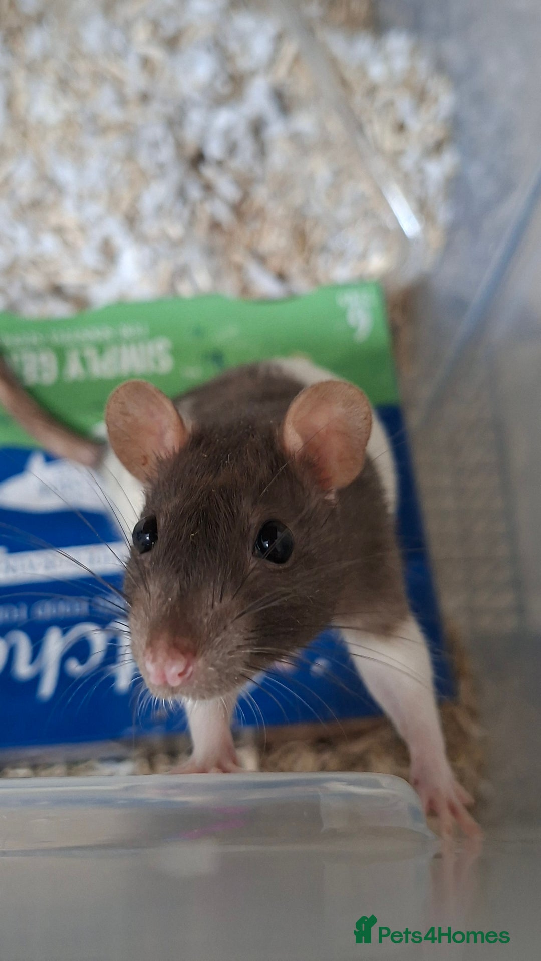 Rat rodents for sale: Baby rats - Image 3