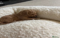 Cavapoo dogs for sale: Beautiful F1B Cavapoo puppies - Advert 6