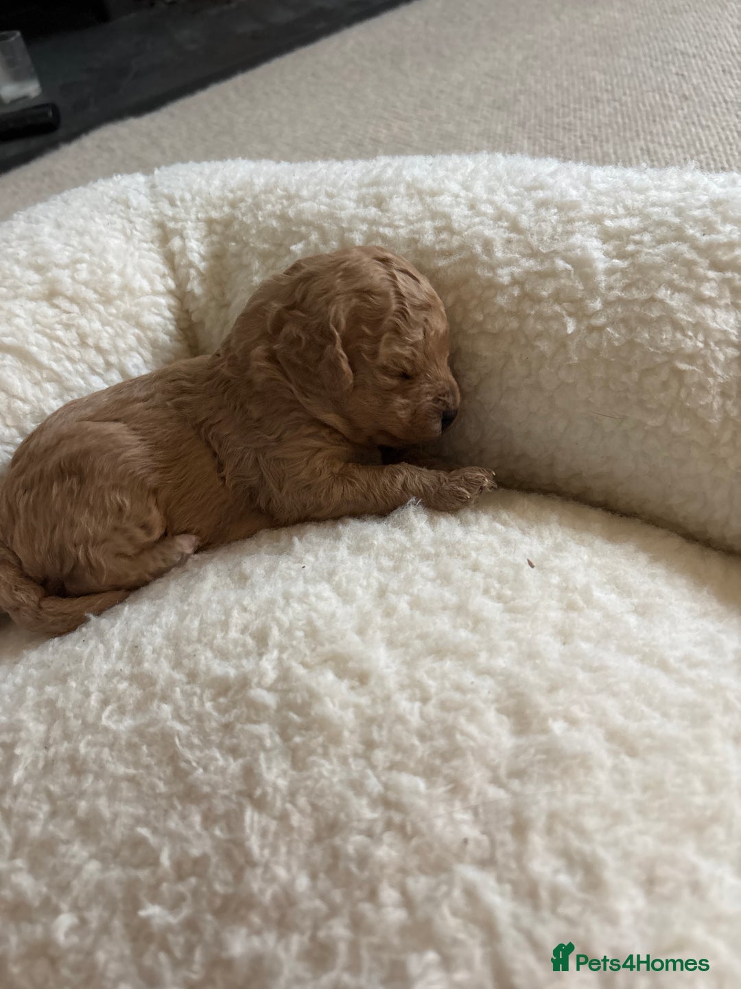 Cavapoo dogs for sale: Beautiful F1B Cavapoo puppies - Advert 6