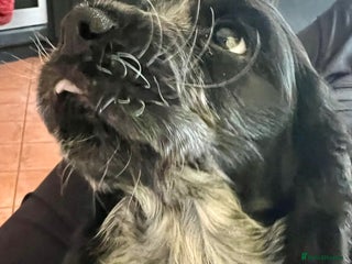 Cocker Spaniel dogs Last Petite Dark Blue Roan Gorgeous Boy - Advert 4