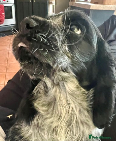 Cocker Spaniel dogs Last Petite Dark Blue Roan Gorgeous Boy - Advert 1