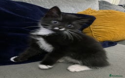 Mixed Breed cats for sale: ❤️ beautiful fur baby’s ready now❤️ - Image 4