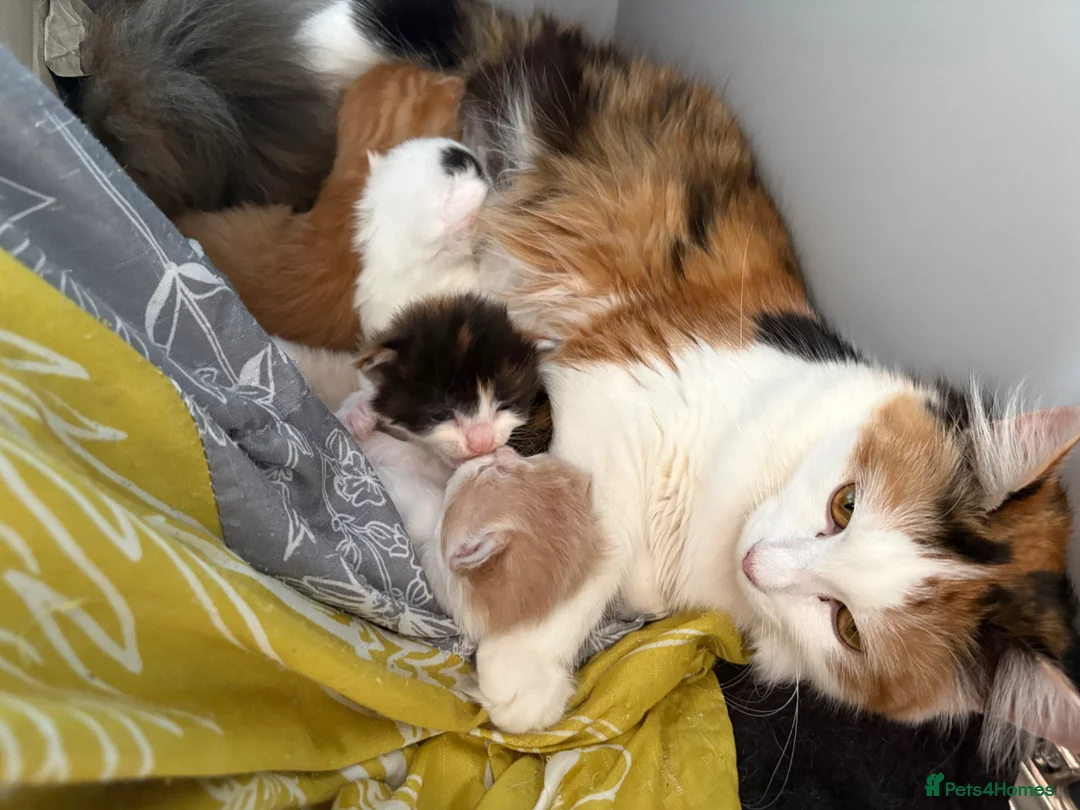 Mixed Breed cats for sale: Kittens - Advert 2