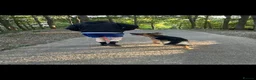 German Shepherd dogs for sale: German Shepherd - Jango  - Advert 8