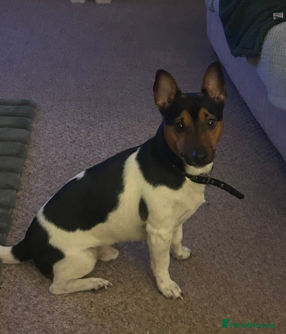 Jack Russell dogs for sale: Handsome Jack Russell boy  - Advert 3