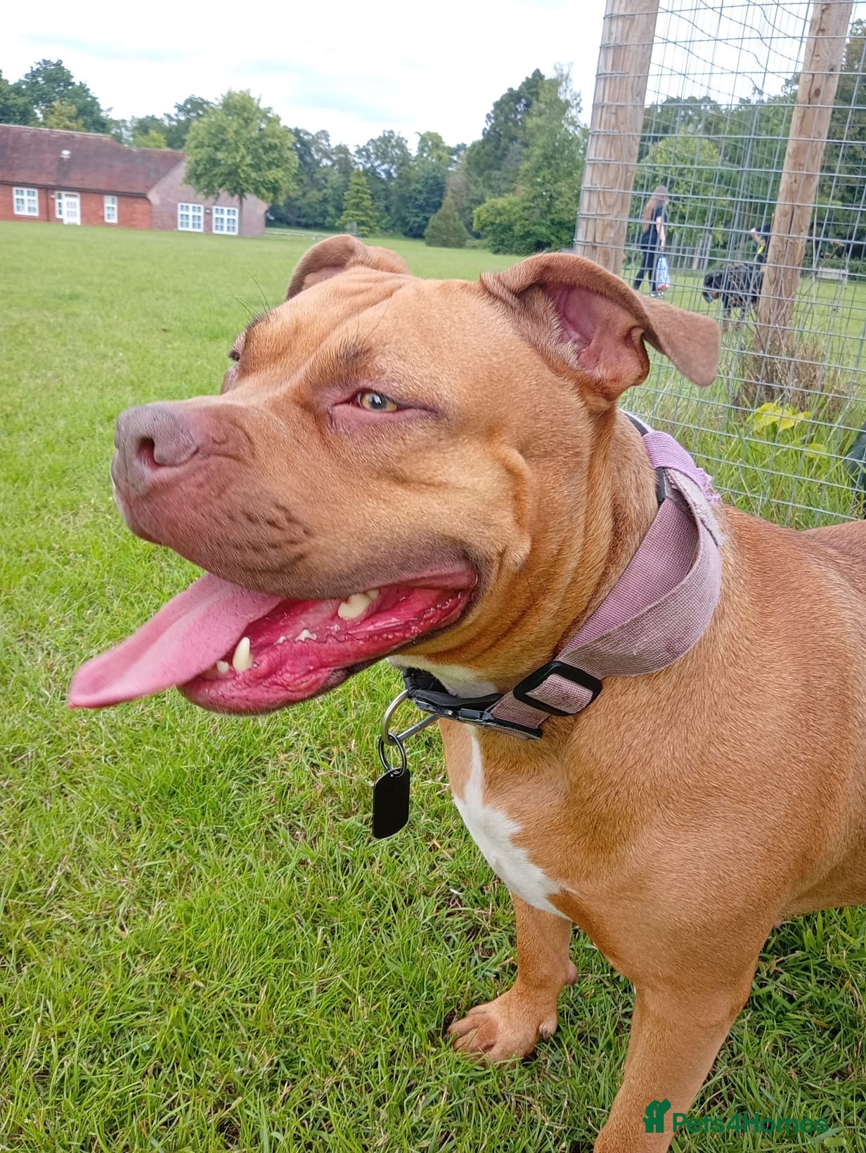 Mixed Breed dogs for sale: American bullweiller puppies for sale  - Advert 21