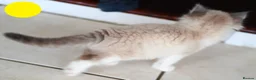 Mixed Breed cats for sale: 3 Siamese and Ragdoll mixed kittens - Advert 7