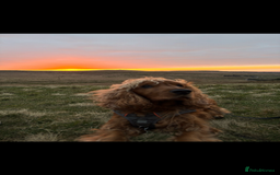 Cockapoo dogs for sale: F1b Cockapoo Puppies - Advert 2