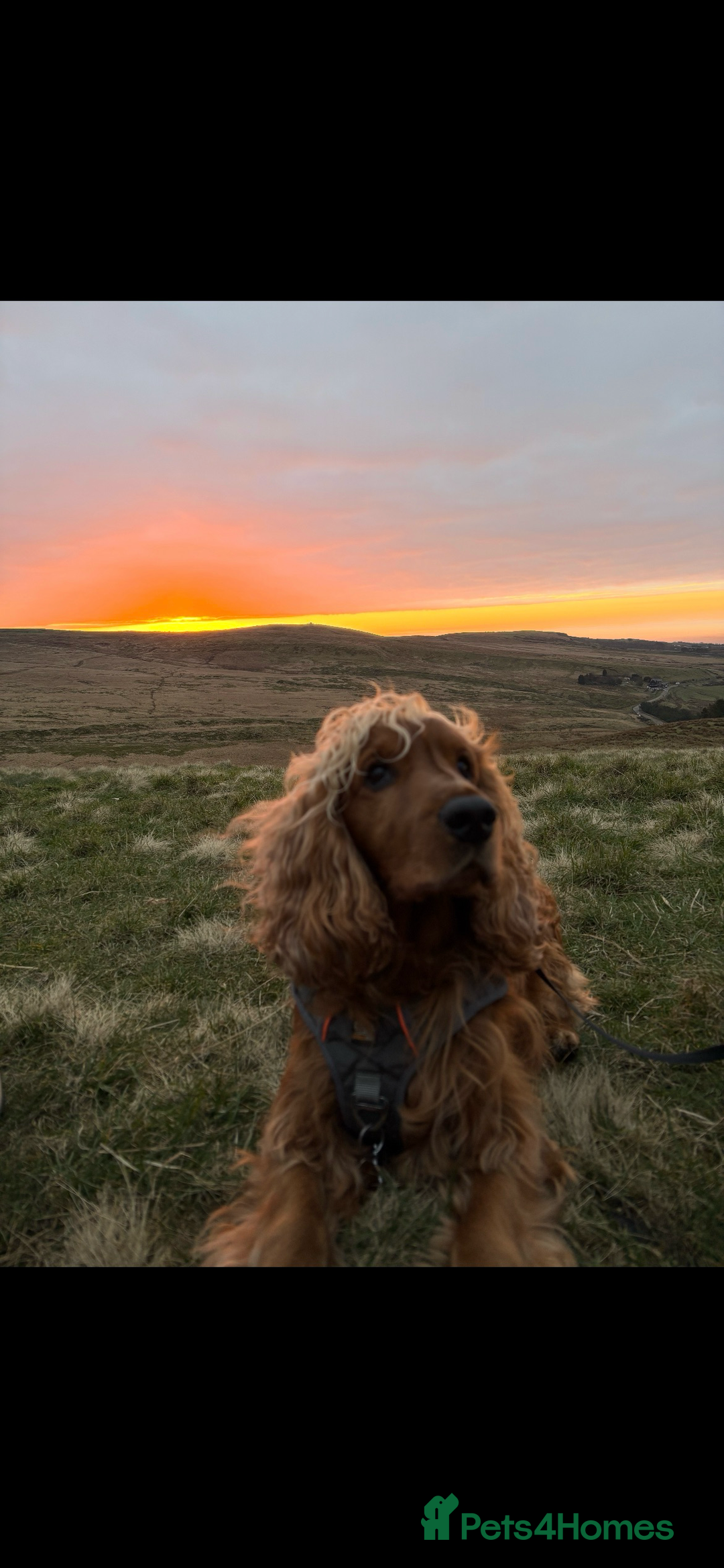 Cockapoo dogs for sale: F1b Cockapoo Puppies - Advert 2