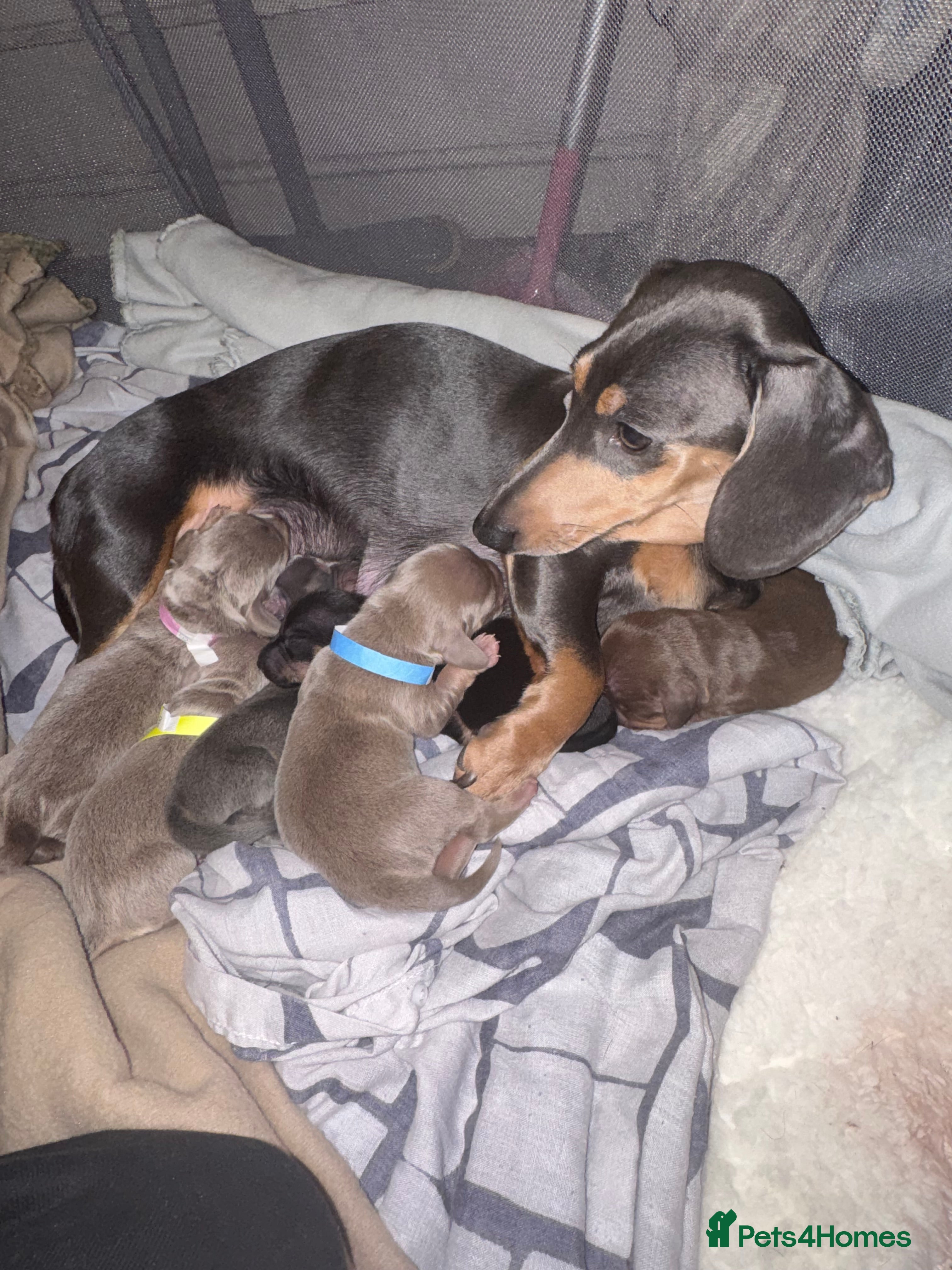 Dachshund dogs 2 beautiful dachshund  - Advert 2