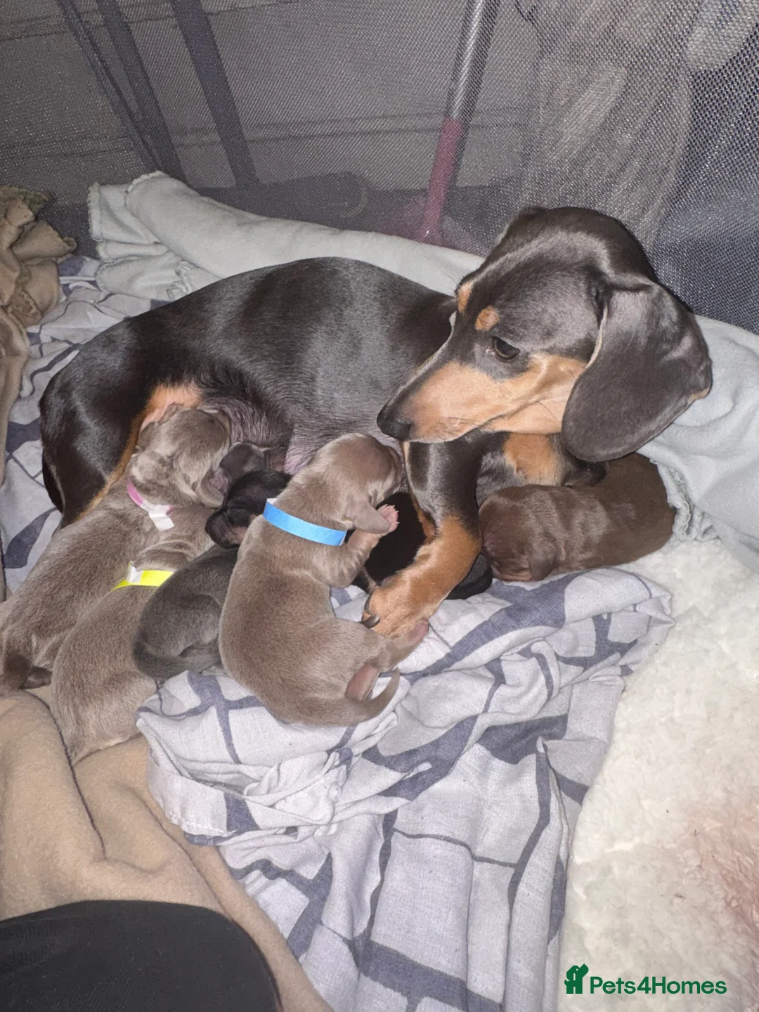 Dachshund dogs for sale: 2 beautiful dachshund  - Advert 1