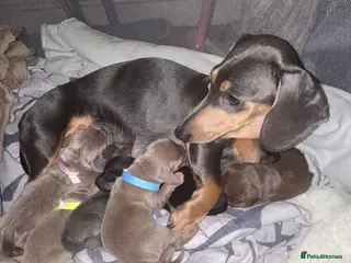 Dachshund dogs 2 beautiful dachshund - Advert 2