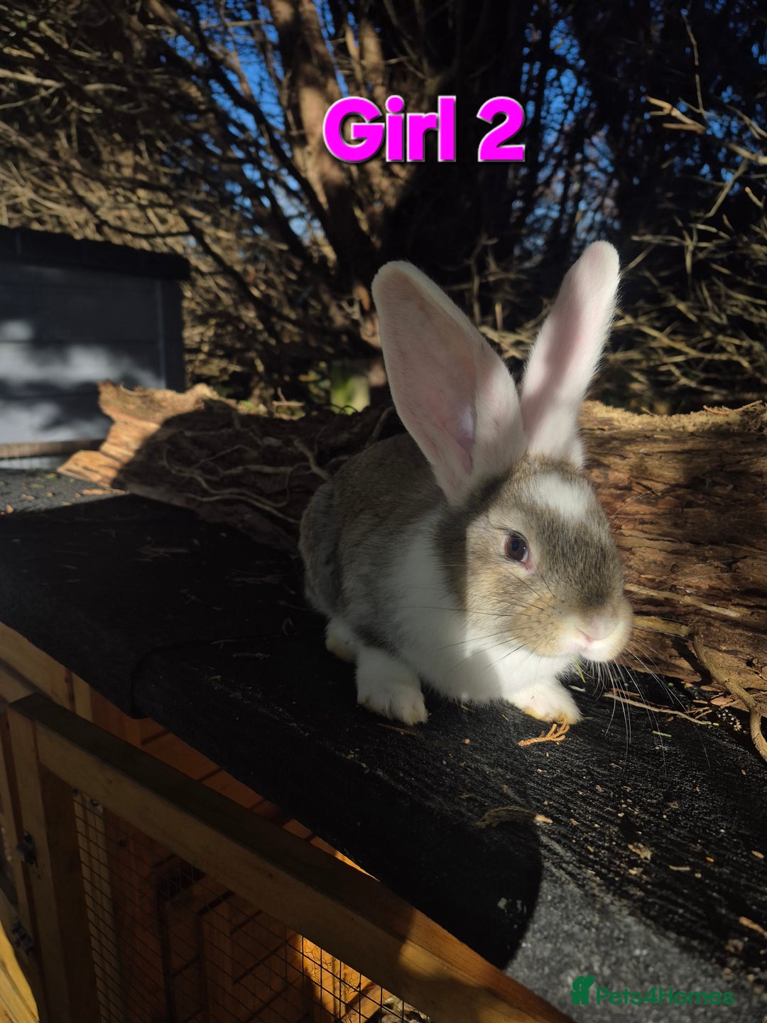 Continental Giant rabbits for sale: Pure Continental Giant Vaccinated  - Advert 5