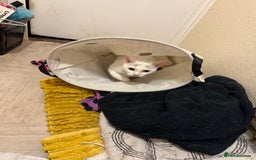 Mixed Breed cats for sale: 2 female cats for sale  - Image 2