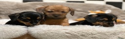 Mixed Breed dogs for sale: Stunning Norfolk terrier x miniature dachshund  - Advert 11