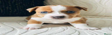 Molly