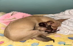 Chihuahua dogs for sale: Stunning chihuahua puppies ready  ** 🎁 **  - Image 4