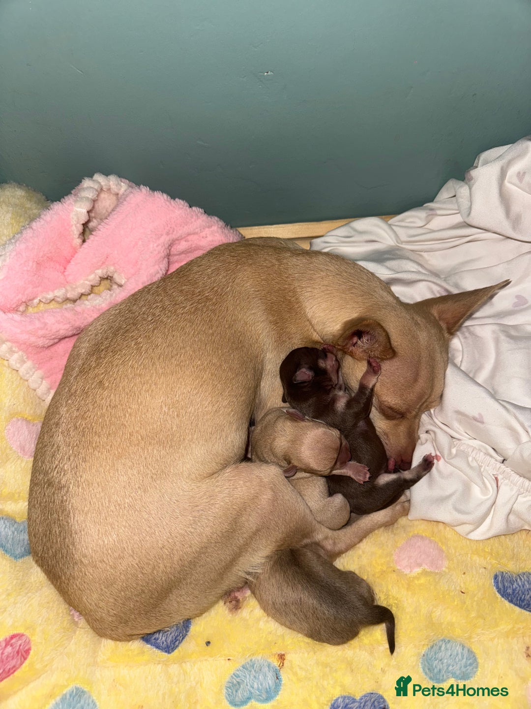 Chihuahua dogs for sale: Stunning chihuahua puppies ready  ** 🎁 **  - Image 4