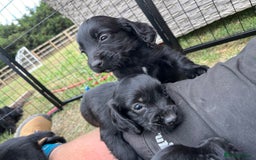 Cocker Spaniel dogs for sale: Black working cocker puppies - Image 2