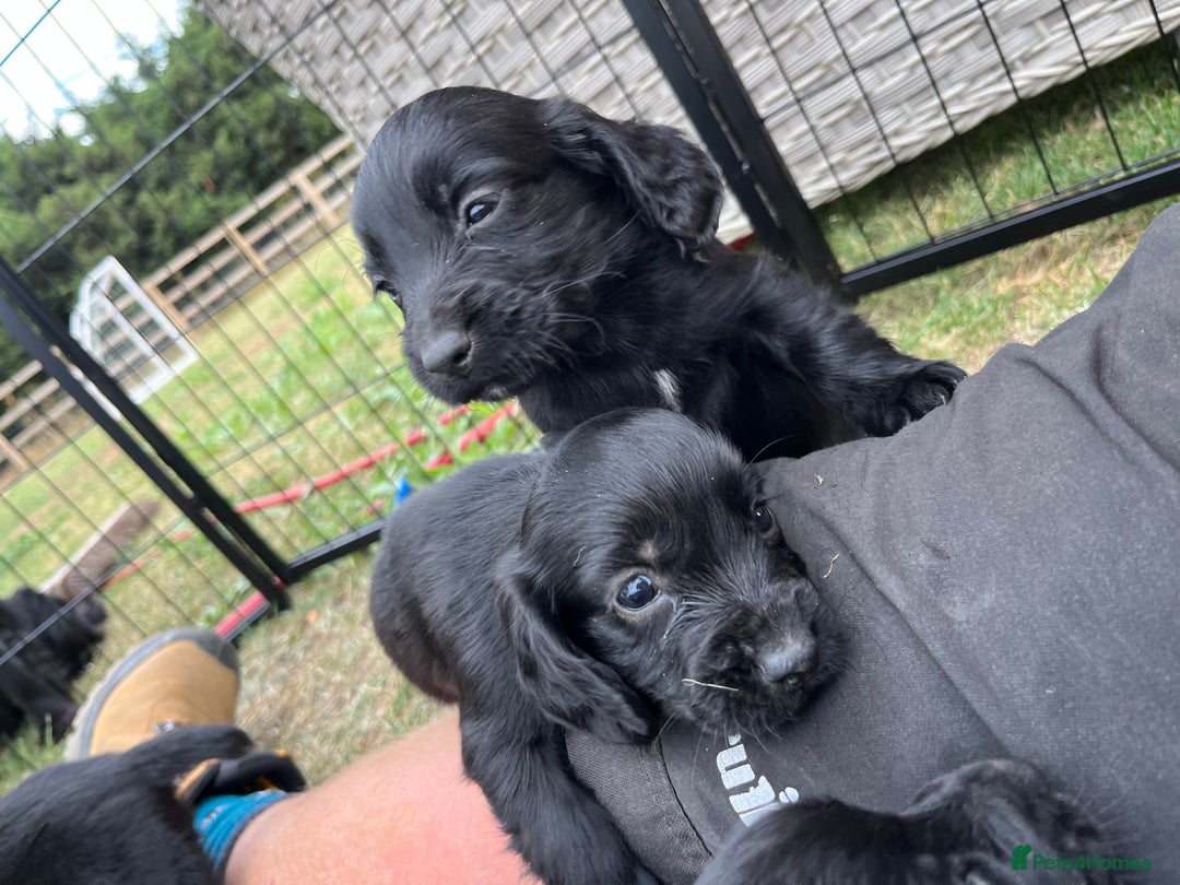 Cocker Spaniel dogs for sale: Black working cocker puppies - Image 2