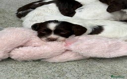 English Springer Spaniel dogs for sale: kc registered springer spaniel pups  - Image 4