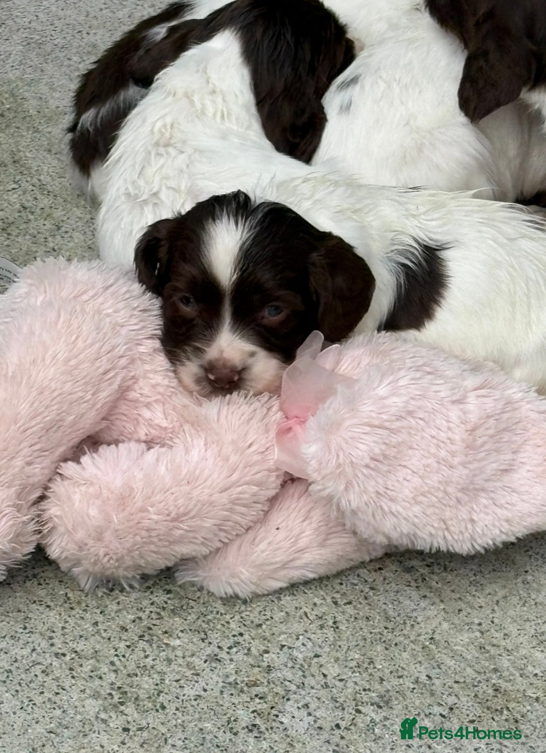 English Springer Spaniel dogs for sale: kc registered springer spaniel pups  - Image 4