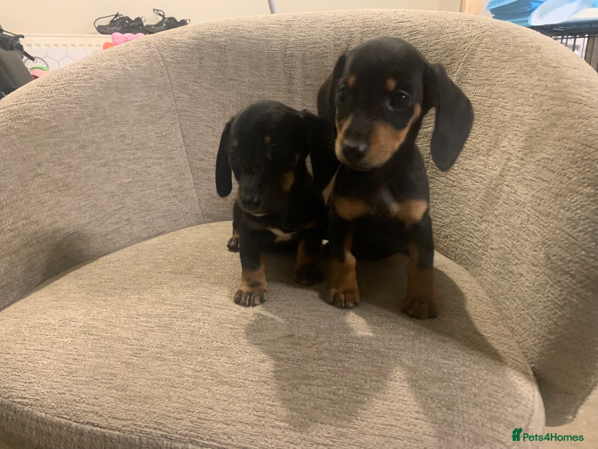 Miniature Dachshund dogs for sale: 💙💙**2  beautiful boys left 💙💙*** - Advert 1