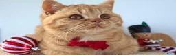 British Shorthair cats for sale: Chunky British Shorthair  - Advert 11