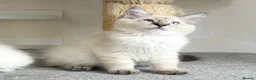 Ragdoll cats for sale: Ready Now - Lap Cat, Cuddly, Affectionate  - Advert 9
