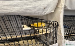 Canaries birds for sale: Canary and lovebirds  - Image 3