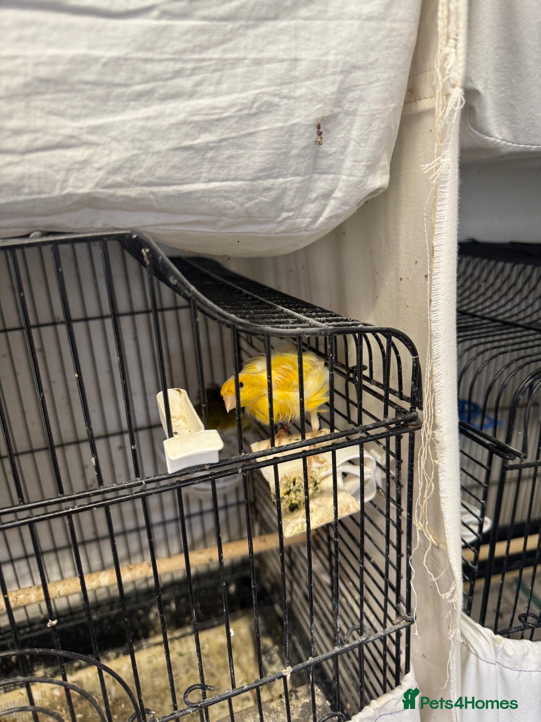 Canaries birds for sale: Canary and lovebirds  - Image 3