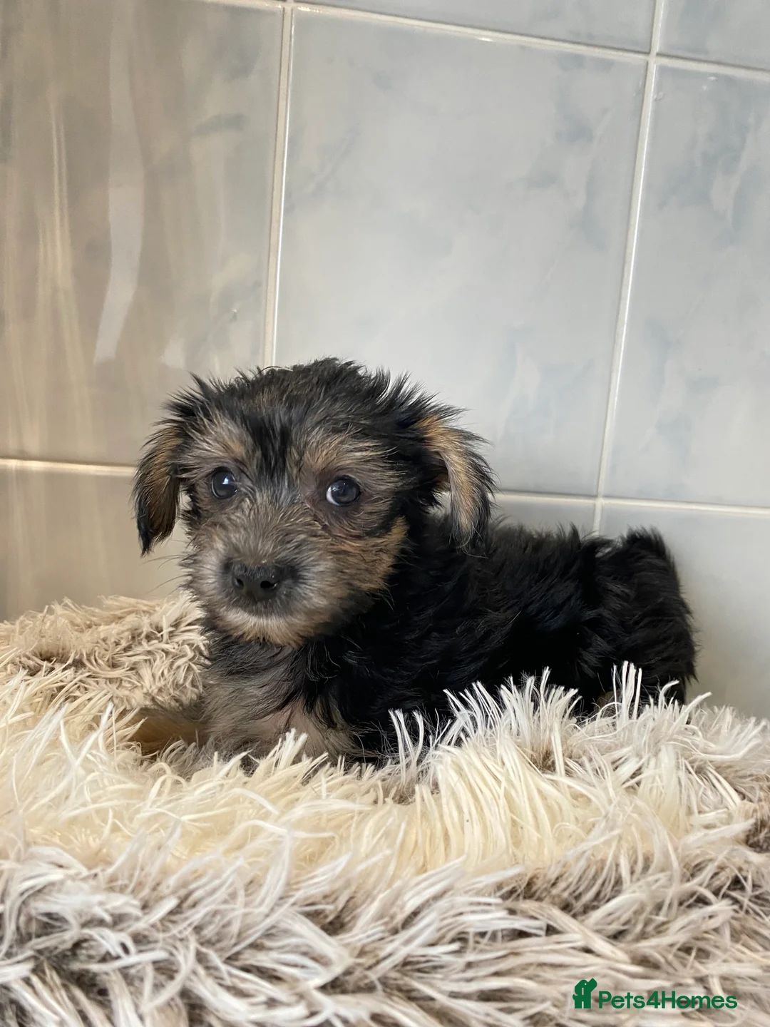 Chinese Crested dogs for sale: 💙💖Stunning Chinese crested ready now💖💙 - Advert 13