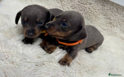 Miniature Dachshund dogs for sale: Miniature dachshund puppies - Image 4