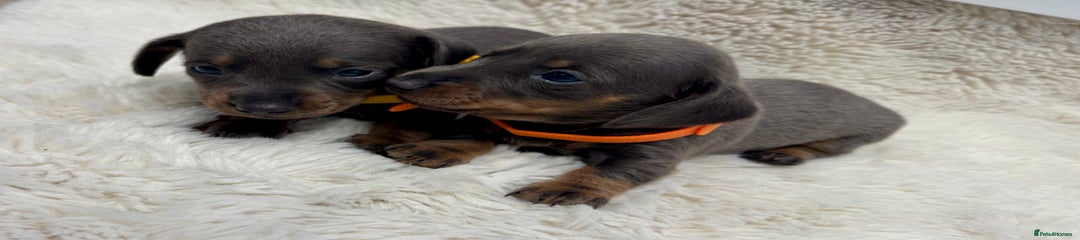 Miniature Dachshund Puppy 5