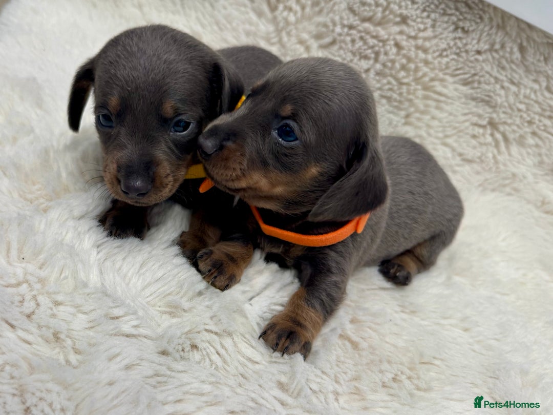 Miniature Dachshund dogs for sale: Miniature dachshund puppies - Image 4