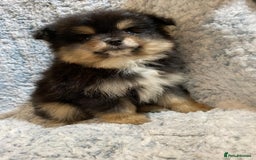 Pomeranian dogs for sale: Ready to leave Pomeranian puppies  - Image 2