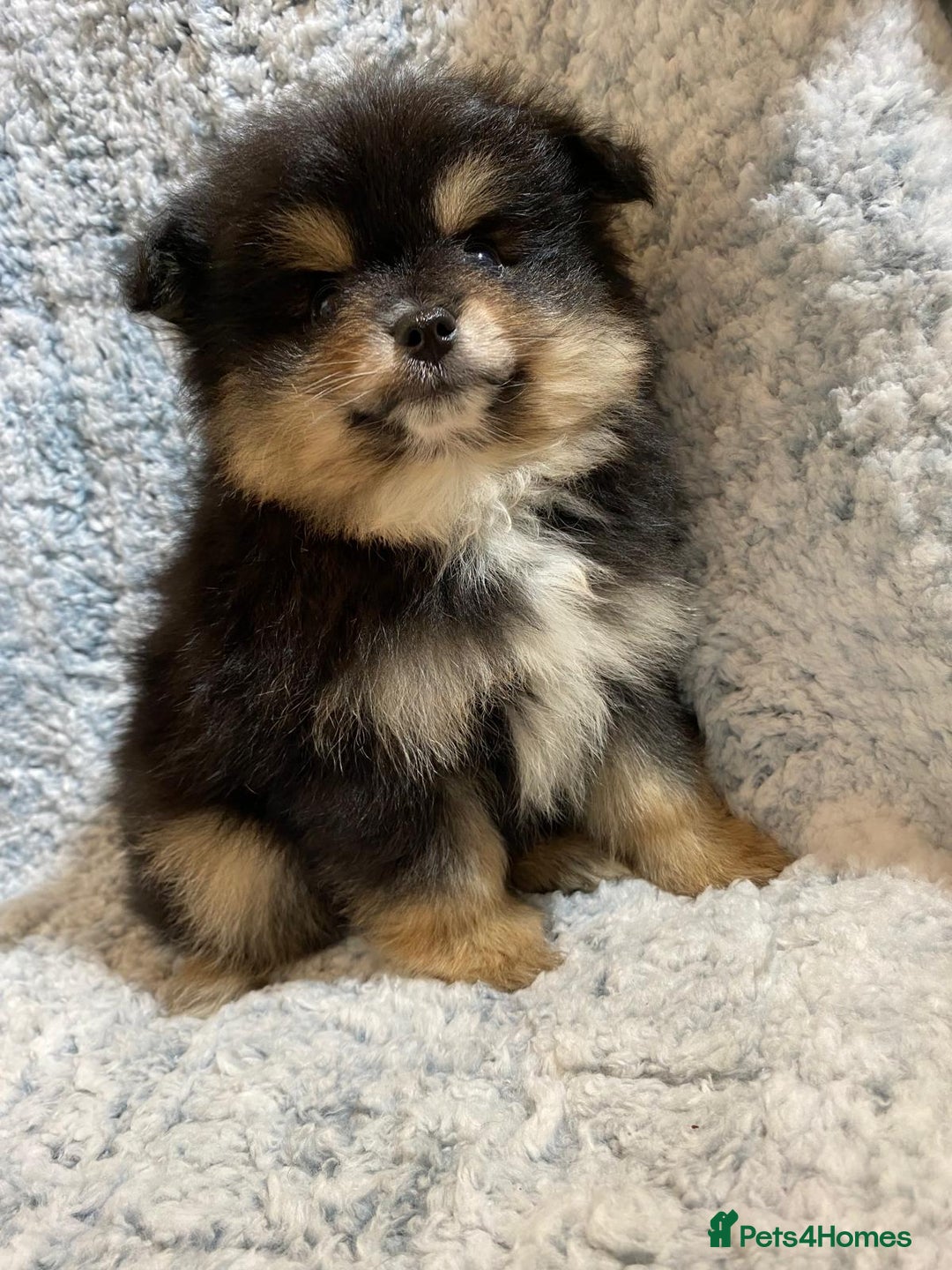 Pomeranian dogs for sale: Ready to leave Pomeranian puppies  - Image 2