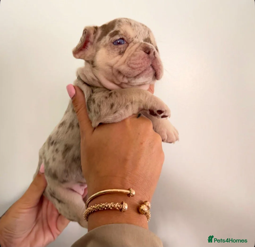 French Bulldog dogs for sale: Stunning quality kc frencbulldog puppies available - Advert 1