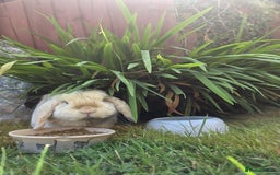 Mini Lop rabbits for sale: Male mini lop needs a new home 🏡  - Image 1