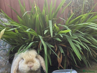 Mini Lop rabbits for sale - Advert 1