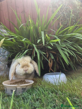 Mini Lop rabbits - Advert 2