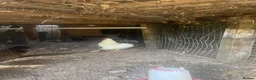 Chickens poultry for sale: Lovely white peking cockerel  - Advert 4
