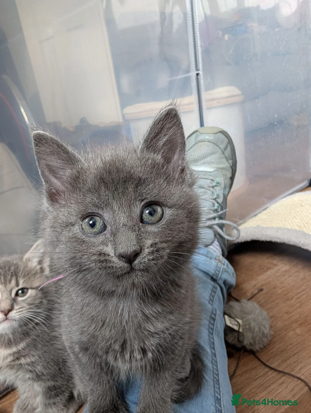 Mixed Breed cats for sale: 6 Maine coon cross domestic short hair kittens  - Advert 2