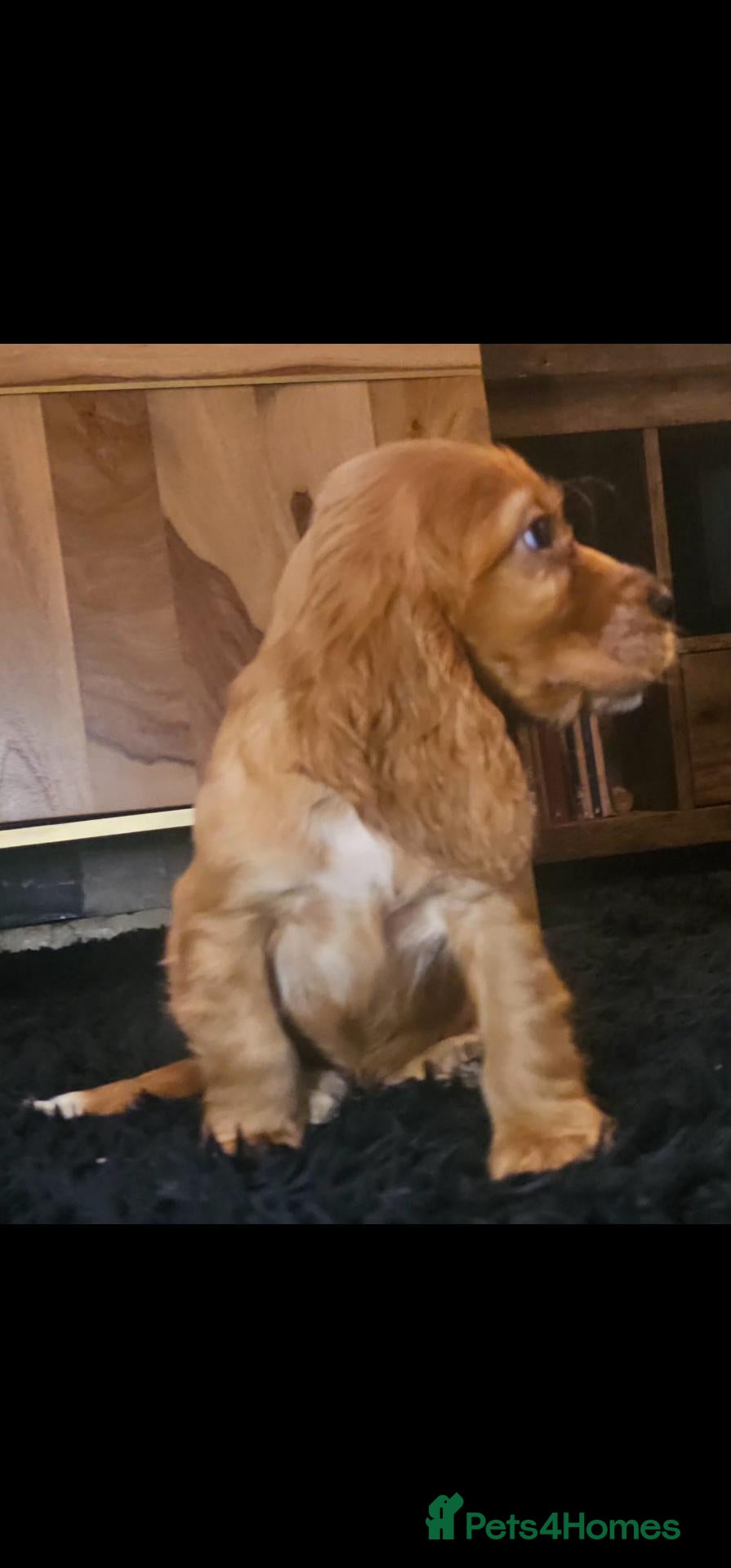 Cocker Spaniel dogs KC Show Type cocker spaniel puppies  - Advert 1