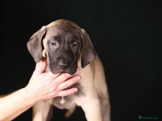 Presa Canario dogs Presa Canario pups - Advert 4