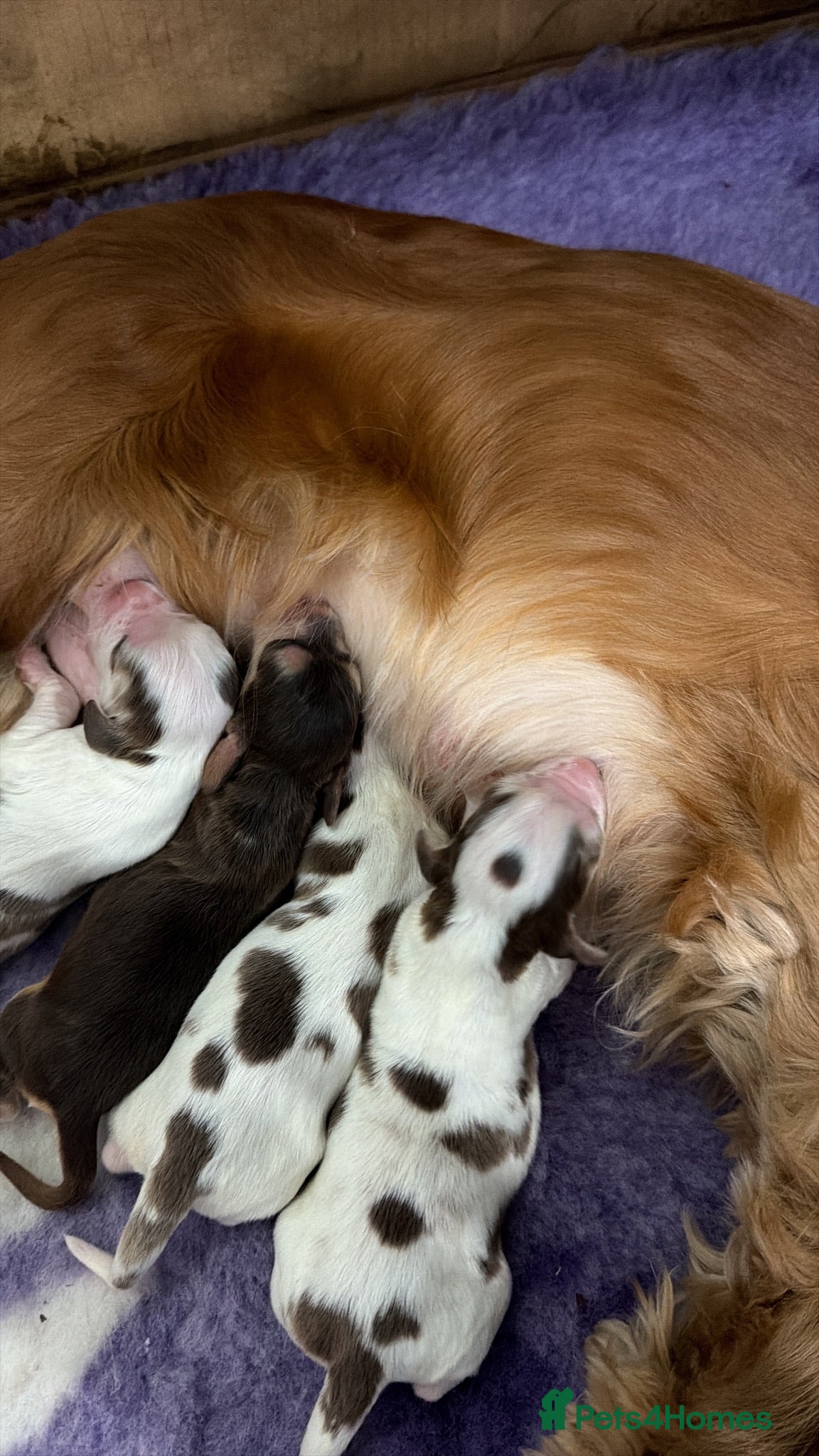 Cocker Spaniel dogs 🐾 SHOW COCKER SPANIEL PUPPIES FORSALE 🐾  - Advert 2