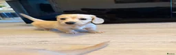 Dachshund dogs for stud: Long haired cream miniature dachshund for stud - Advert 5