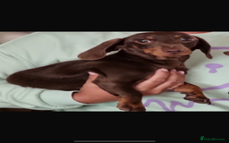Miniature Dachshund dogs for sale: Beautiful miniature dachshund puppies - Image 7