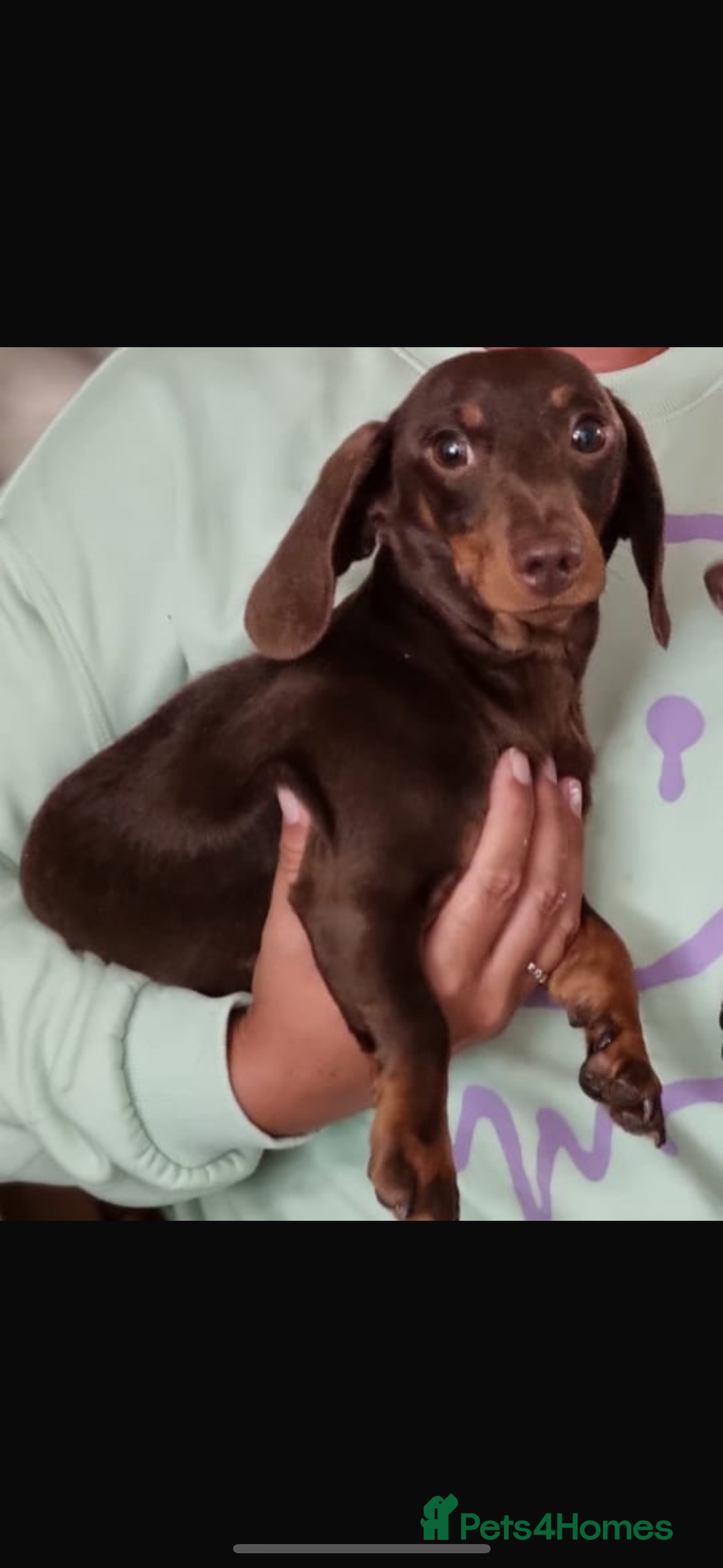 Miniature Dachshund dogs for sale: Beautiful miniature dachshund puppies - Image 7